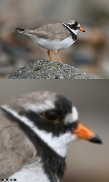 When you suddenly realize Ringed Plover Blank Meme Template