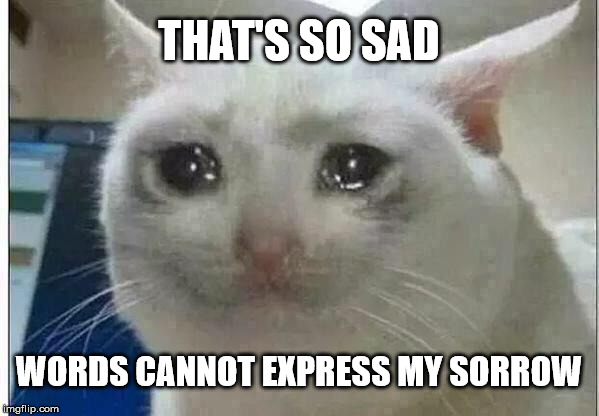 crying cat | THAT'S SO SAD WORDS CANNOT EXPRESS MY SORROW | image tagged in crying cat | made w/ Imgflip meme maker
