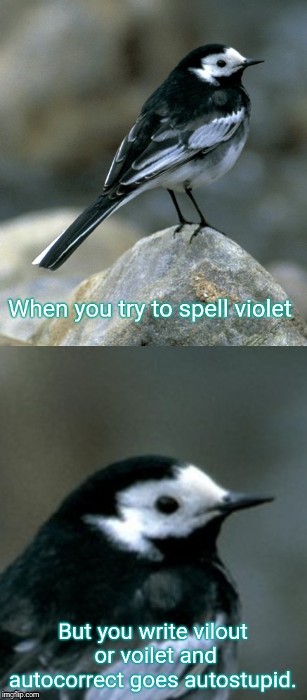 I can't spell for the life of me but I'm not dyslexic. How does that work anyway?  | When you try to spell violet; But you write vilout or voilet and autocorrect goes autostupid. | image tagged in clinically depressed pied wagtail,dyslexia,sad but true,misspelled,autocorrect | made w/ Imgflip meme maker