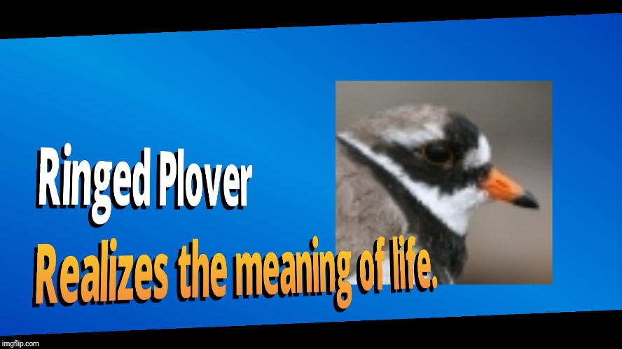Yup. I've memed my meme. So.........  Yeah.....  | image tagged in birds,smash 4,when you suddenly realize ringed plover,wild birb appeared | made w/ Imgflip meme maker