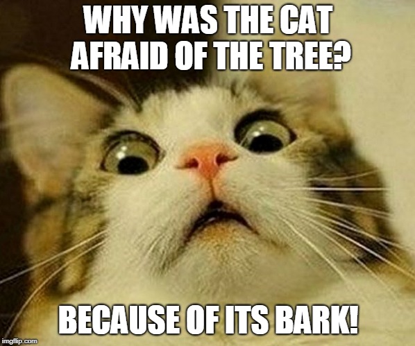 The cat afraid | WHY WAS THE CAT AFRAID OF THE TREE? BECAUSE OF ITS BARK! | image tagged in cat | made w/ Imgflip meme maker