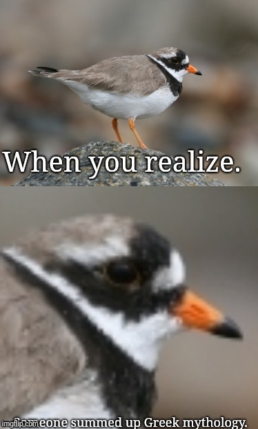 When you suddenly realize Ringed Plover | When you realize. Someone summed up Greek mythology. | image tagged in when you suddenly realize ringed plover | made w/ Imgflip meme maker