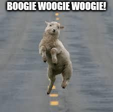 dancing sheep | BOOGIE WOOGIE WOOGIE! | image tagged in dancing sheep | made w/ Imgflip meme maker