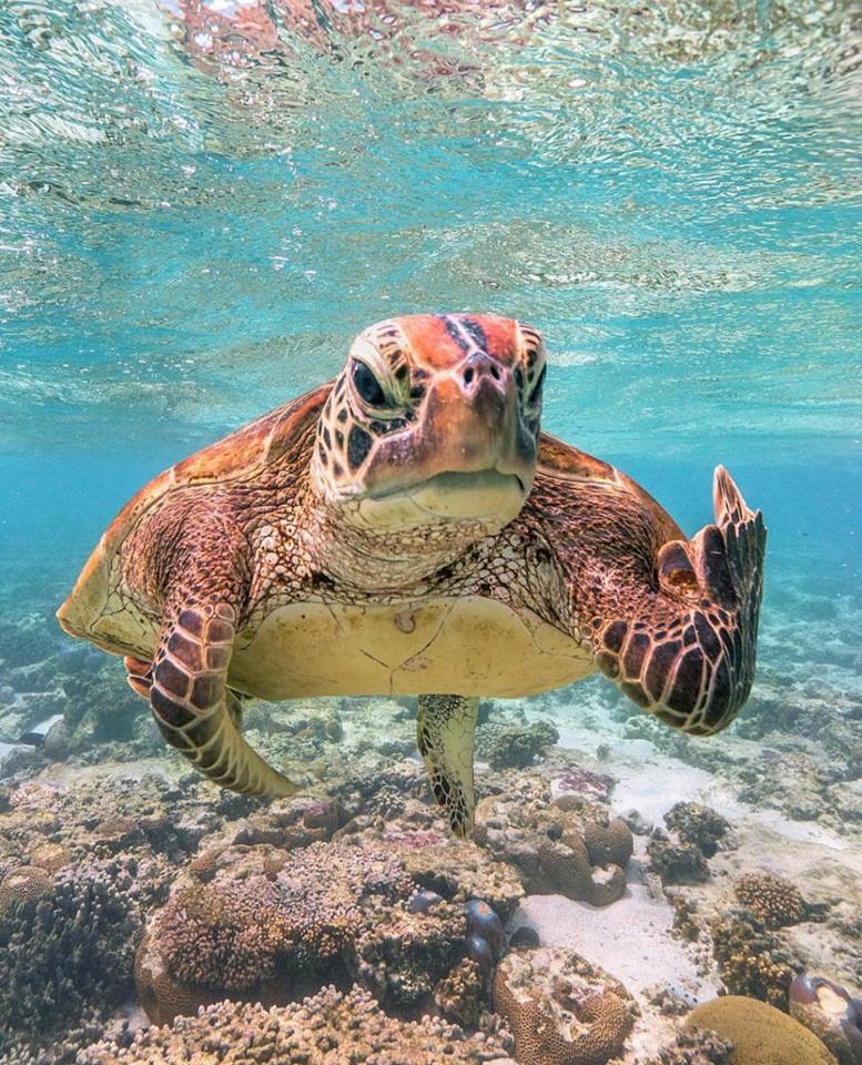 Grumpy Sea Turtle Blank Meme Template