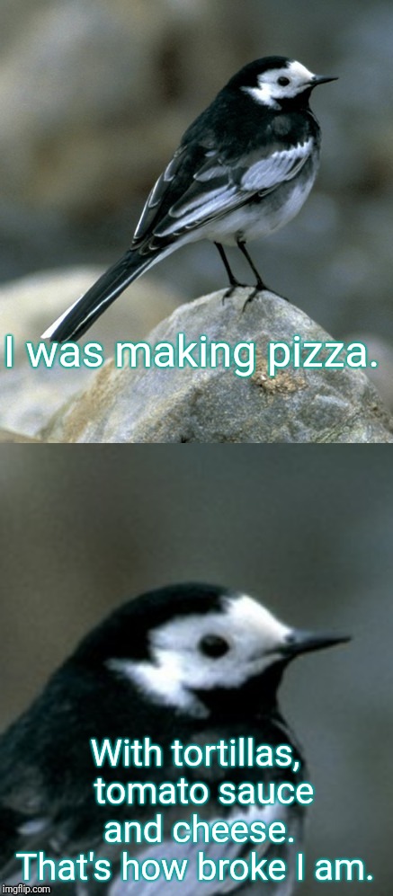 Clinically Depressed Pied Wagtail | I was making pizza. With tortillas,  tomato sauce and cheese. That's how broke I am. | image tagged in clinically depressed pied wagtail | made w/ Imgflip meme maker