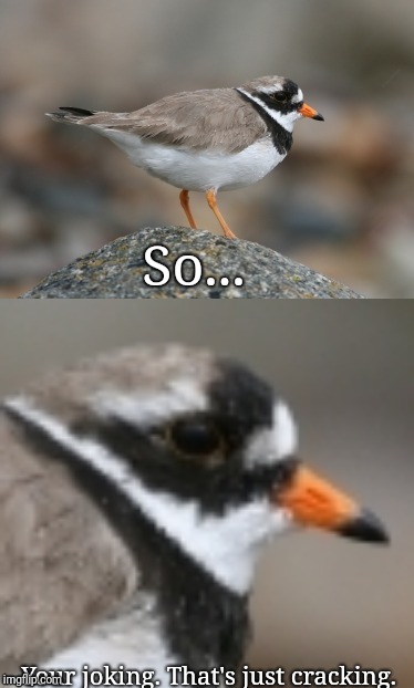 When you suddenly realize Ringed Plover | So... Your joking. That's just cracking. | image tagged in when you suddenly realize ringed plover | made w/ Imgflip meme maker