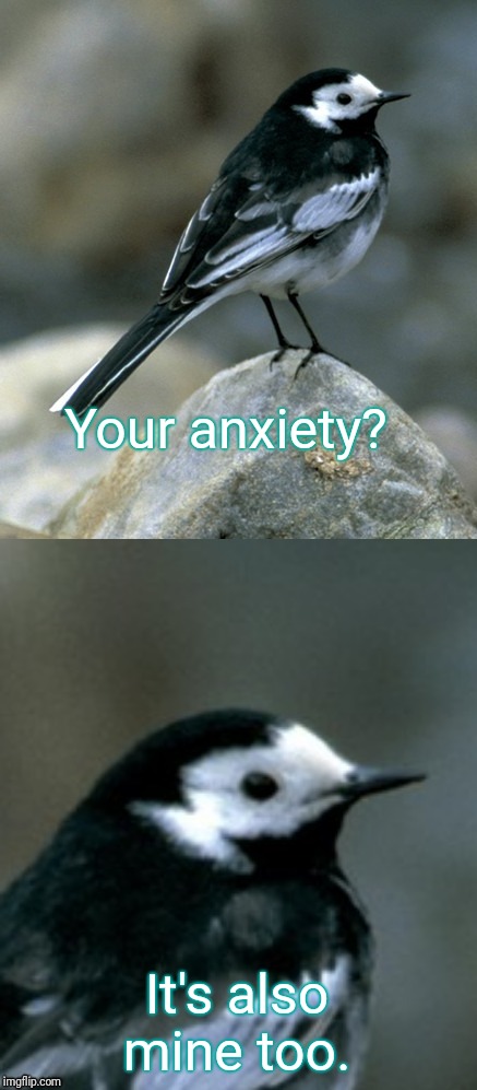 Clinically Depressed Pied Wagtail | Your anxiety? It's also mine too. | image tagged in clinically depressed pied wagtail | made w/ Imgflip meme maker