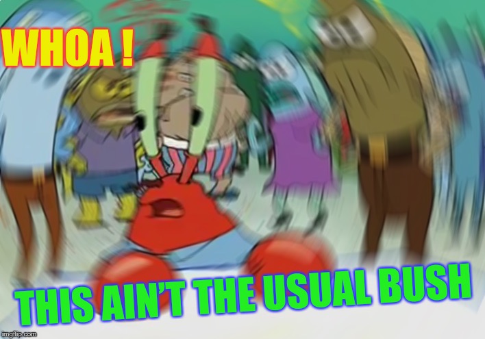 Mr Krabs Blur Meme Meme | WHOA ! THIS AIN’T THE USUAL BUSH | image tagged in memes,mr krabs blur meme | made w/ Imgflip meme maker