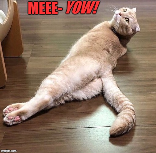 Sexy Cat | MEEE- YOW! | image tagged in sexy cat | made w/ Imgflip meme maker