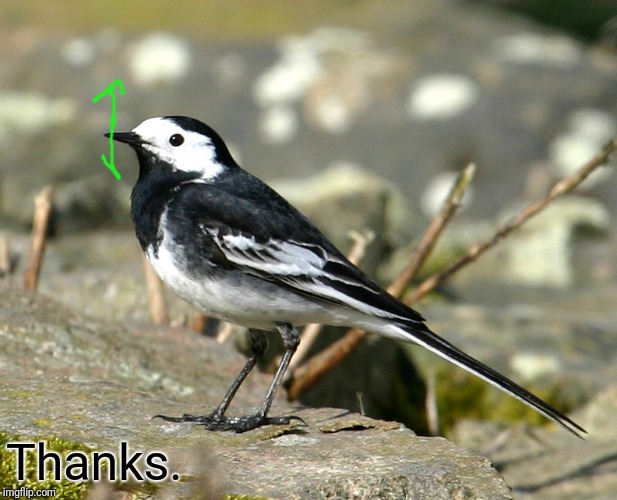 Savage Pied Wagtail | Thanks. | image tagged in savage pied wagtail | made w/ Imgflip meme maker