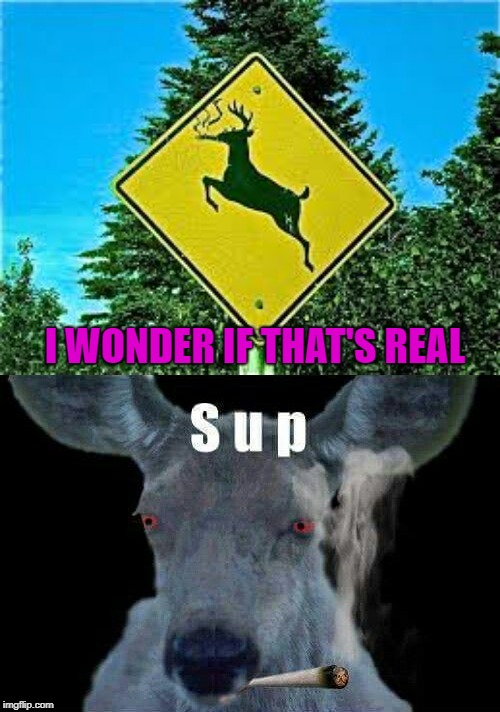 High Deer Area!!! | I WONDER IF THAT'S REAL | image tagged in deer stoned,memes,funny signs,high deer area,funny,signs | made w/ Imgflip meme maker