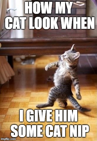 Cool Cat Stroll | HOW MY CAT LOOK WHEN; I GIVE HIM SOME CAT NIP | image tagged in memes,cool cat stroll | made w/ Imgflip meme maker