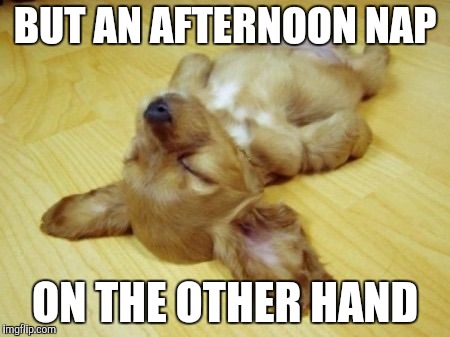 Passed out Puppy | BUT AN AFTERNOON NAP ON THE OTHER HAND | image tagged in passed out puppy | made w/ Imgflip meme maker