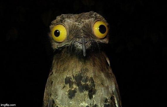 Weird Stuff I Do Potoo Meme | image tagged in memes,weird stuff i do potoo | made w/ Imgflip meme maker