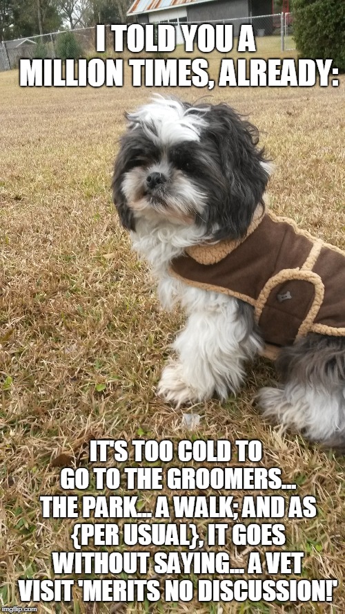 Having A 'Blah' Day | I TOLD YOU A MILLION TIMES, ALREADY:; IT'S TOO COLD TO GO TO THE GROOMERS... THE PARK... A WALK; AND AS {PER USUAL}, IT GOES WITHOUT SAYING... A VET VISIT 'MERITS NO DISCUSSION!' | made w/ Imgflip meme maker