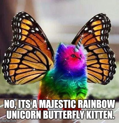 Rainbow unicorn butterfly kitten | NO, ITS A MAJESTIC RAINBOW UNICORN BUTTERFLY KITTEN. | image tagged in rainbow unicorn butterfly kitten | made w/ Imgflip meme maker