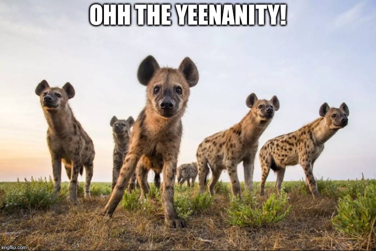 Yeens! | OHH THE YEENANITY! | image tagged in hyenas,bad pun hyena,funny memes | made w/ Imgflip meme maker