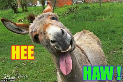 Laughing Donkey | HEE HAW ! | image tagged in laughing donkey | made w/ Imgflip meme maker