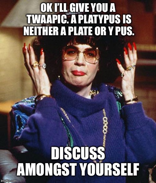 Coffee Talk with Linda Richman | OK I’LL GIVE YOU A TWAAPIC. A PLATYPUS IS NEITHER A PLATE OR Y PUS. DISCUSS AMONGST YOURSELF | image tagged in coffee talk with linda richman | made w/ Imgflip meme maker