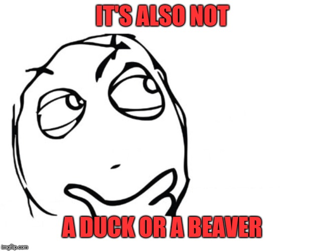 hmmm | IT'S ALSO NOT A DUCK OR A BEAVER | image tagged in hmmm | made w/ Imgflip meme maker