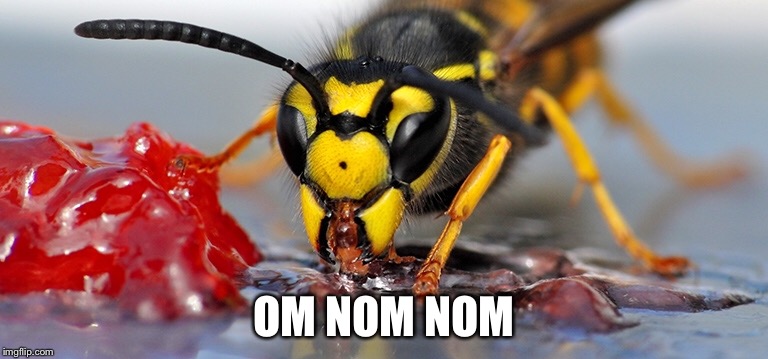 A Very Hungry Wasp | OM NOM NOM | image tagged in wasp,hungry,insects,bugs | made w/ Imgflip meme maker
