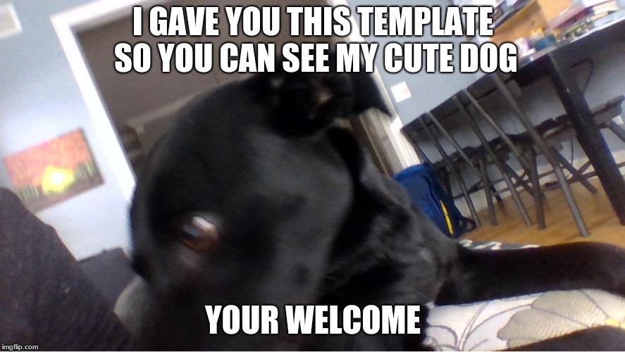 I GAVE YOU THIS TEMPLATE SO YOU CAN SEE MY CUTE DOG; YOUR WELCOME | image tagged in cute doggo | made w/ Imgflip meme maker