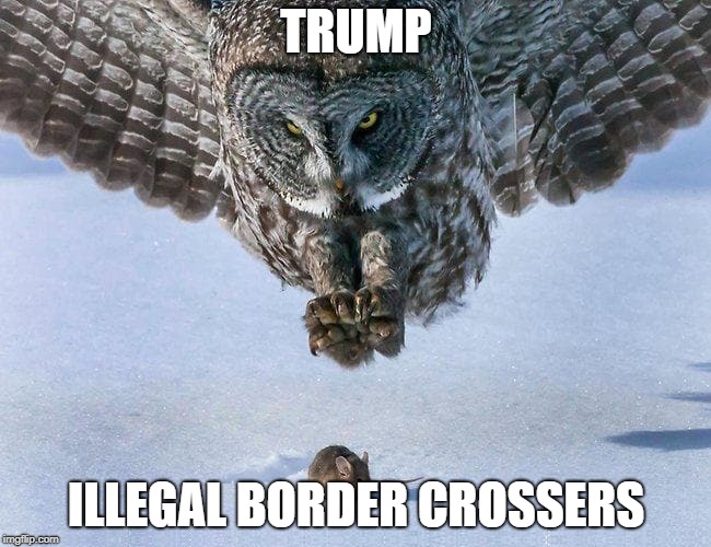 Trump & Illegals | TRUMP; ILLEGAL BORDER CROSSERS | image tagged in owl hunts mouse extended,trump,illegals,border,secure the border | made w/ Imgflip meme maker