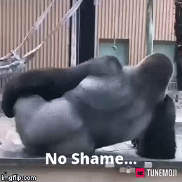 Shamless | image tagged in gifs,funny animals,funny,viral | made w/ Imgflip video-to-gif maker