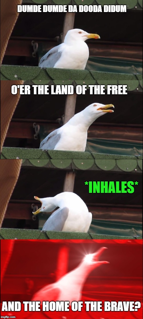 Seagull Joins the Chorus | DUMDE DUMDE DA DOODA DIDUM; O'ER THE LAND OF THE FREE; *INHALES*; AND THE HOME OF THE BRAVE? | image tagged in memes,inhaling seagull,national anthem,star spangled banner | made w/ Imgflip meme maker