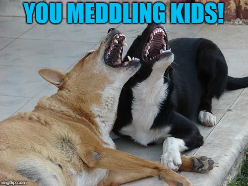Dogs laughing | YOU MEDDLING KIDS! | image tagged in dogs laughing | made w/ Imgflip meme maker