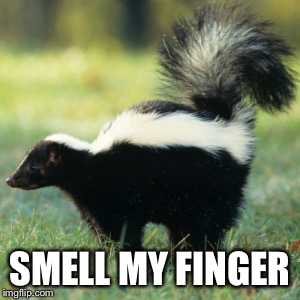 Skunk | SMELL MY FINGER | image tagged in skunk | made w/ Imgflip meme maker