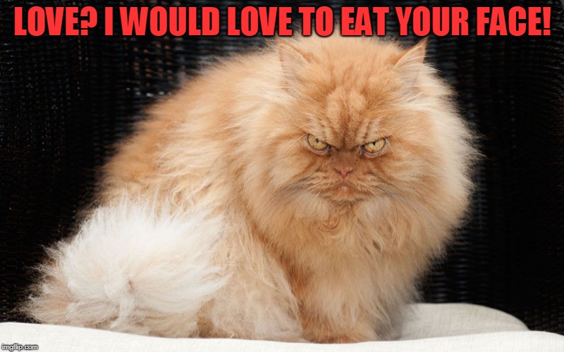 Angry Cat | LOVE? I WOULD LOVE TO EAT YOUR FACE! | image tagged in angry cat | made w/ Imgflip meme maker