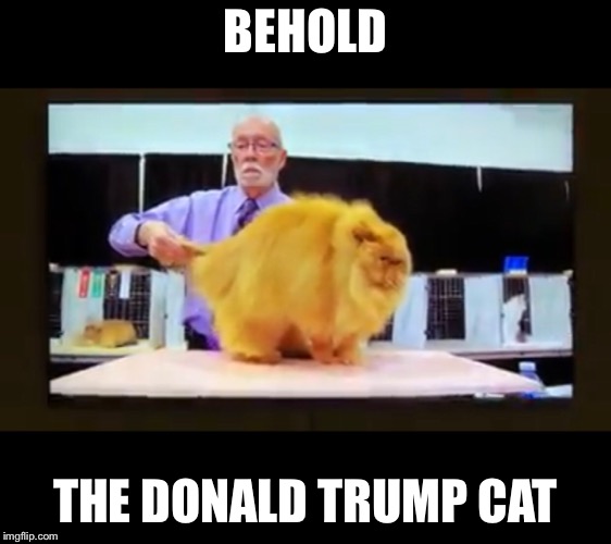 BEHOLD; THE DONALD TRUMP CAT | image tagged in donald trump | made w/ Imgflip meme maker