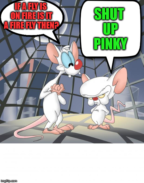 Ask a stupid question.... | IF A FLY IS ON FIRE IS IT A FIRE FLY THEN? SHUT UP PINKY | image tagged in pinky and the brain | made w/ Imgflip meme maker