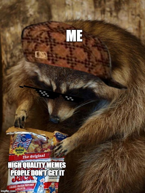 raccoon  | ME; HIGH QUALITY MEMES PEOPLE DON'T GET IT | image tagged in raccoon | made w/ Imgflip meme maker