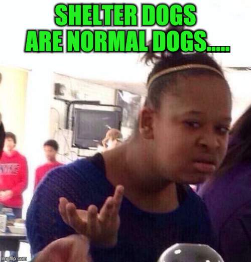 Black Girl Wat Meme | SHELTER DOGS ARE NORMAL DOGS..... | image tagged in memes,black girl wat | made w/ Imgflip meme maker
