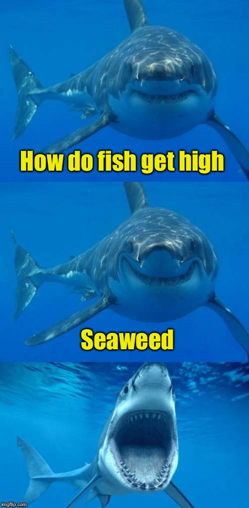 Bad Shark Pun  |  How do fish get high; Seaweed | image tagged in bad shark pun | made w/ Imgflip meme maker