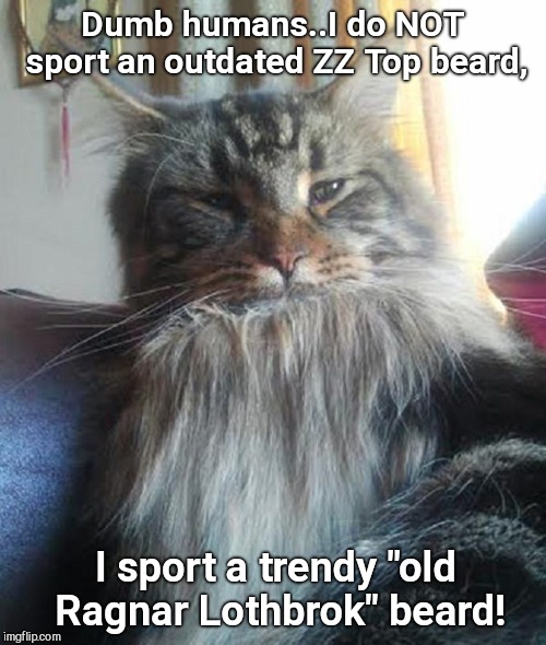 Dumb humans..I do NOT sport an outdated ZZ Top beard, I sport a trendy "old Ragnar Lothbrok" beard! | image tagged in norwegian forest cat,beards,zz top,vikings,cute cat | made w/ Imgflip meme maker