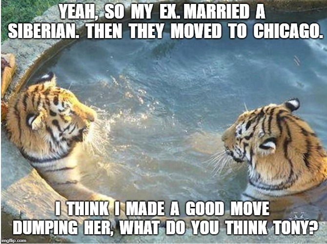Cold vs. Cold | YEAH,  SO  MY  EX. MARRIED  A  SIBERIAN.  THEN  THEY  MOVED  TO  CHICAGO. I  THINK  I  MADE  A  GOOD  MOVE  DUMPING  HER,  WHAT  DO  YOU  THINK  TONY? | image tagged in tiger,tub | made w/ Imgflip meme maker