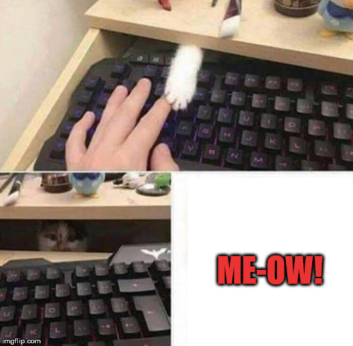 It Came from Within..... | ME-OW! | image tagged in cat,meow,keyboard,paw,scratch,hand | made w/ Imgflip meme maker