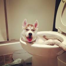 Dog in toilet Blank Meme Template
