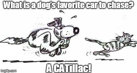 Dog chase cat | image tagged in cat | made w/ Imgflip meme maker