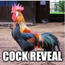 Cock Rooster | COCK REVEAL | image tagged in cock rooster | made w/ Imgflip meme maker