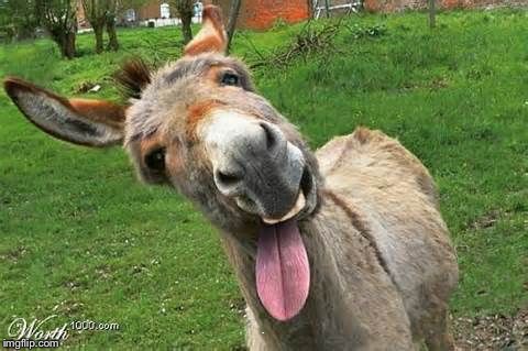 Laughing Donkey | LOL | image tagged in laughing donkey | made w/ Imgflip meme maker