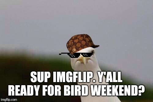 The bird is the word!  | SUP IMGFLIP. Y'ALL READY FOR BIRD WEEKEND? | image tagged in cheeky gull,birb weekend,birds | made w/ Imgflip meme maker