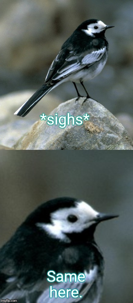Clinically Depressed Pied Wagtail | *sighs* Same here. | image tagged in clinically depressed pied wagtail | made w/ Imgflip meme maker