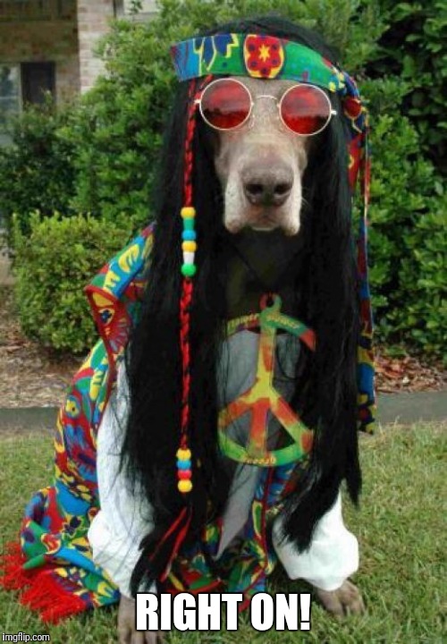 Hippie dog  | RIGHT ON! | image tagged in hippie dog | made w/ Imgflip meme maker