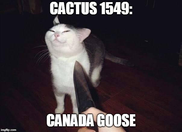 knife cat | CACTUS 1549:; CANADA GOOSE | image tagged in knife cat | made w/ Imgflip meme maker