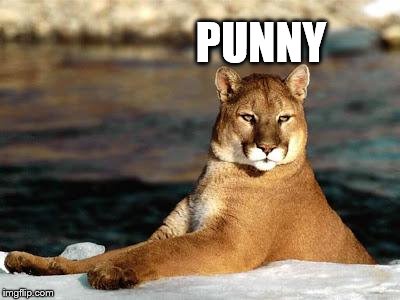 punny puma | PUNNY | image tagged in punny puma | made w/ Imgflip meme maker