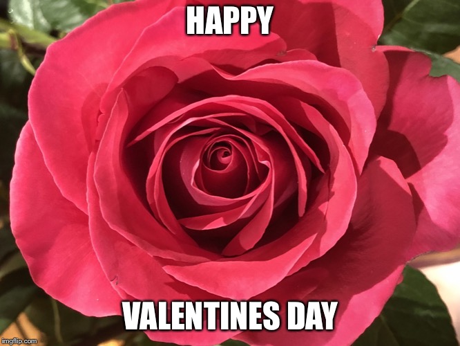 Rose | HAPPY; VALENTINES DAY | image tagged in rose | made w/ Imgflip meme maker